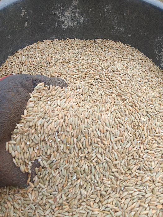 Żyto ozime zbiór 2025