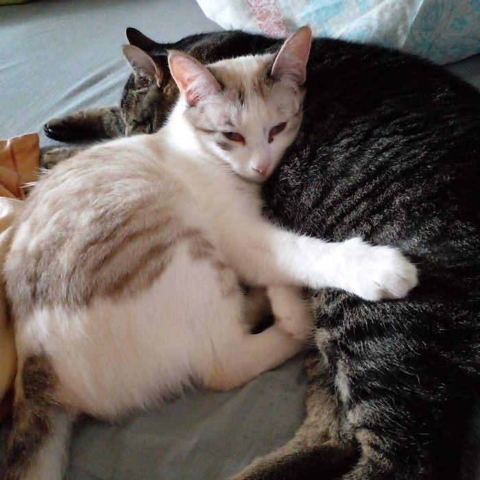 Кошечка ищет семью