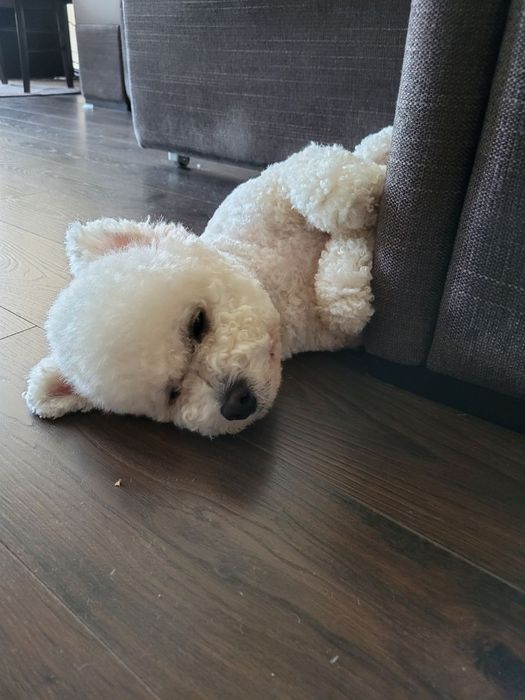 Вязка Бишон Фризе