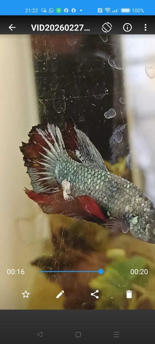 Bettas avatar hmpk