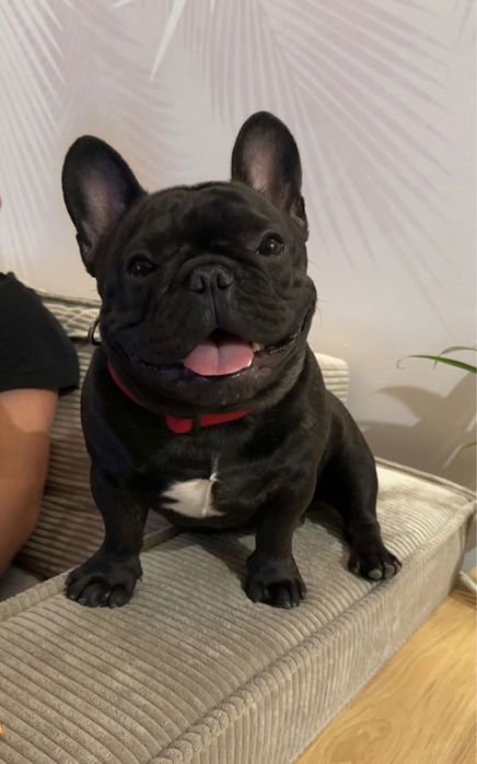 Reproduktor buldog francuski FCI ZWKP