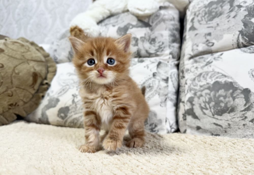 7 чудо света)