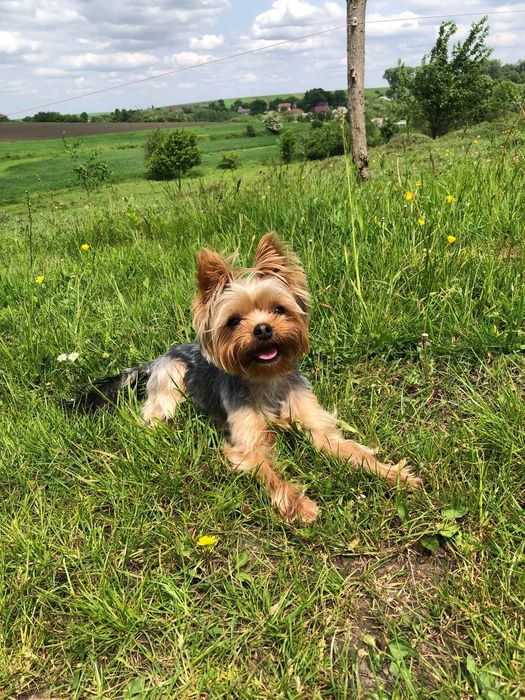 Хлопчик Йорк шукає дівчинку