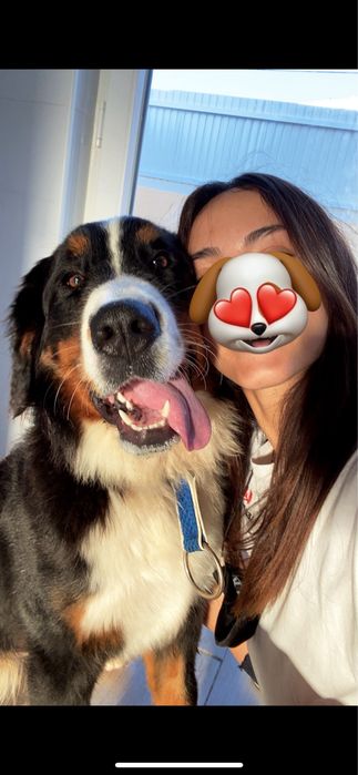 Dog Walking & Pet Sitting ao Domicílio