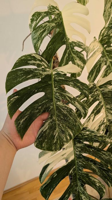 Monstera Variegata 160cm na paliku z mchu
