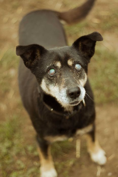 Fredi starszy psiak do adopcji!