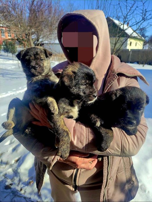 Цуценята не великої породи