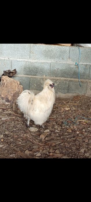 Galos Sedosa do Japão