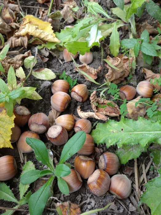 3 річні саджанці фундука сорту Каталонський