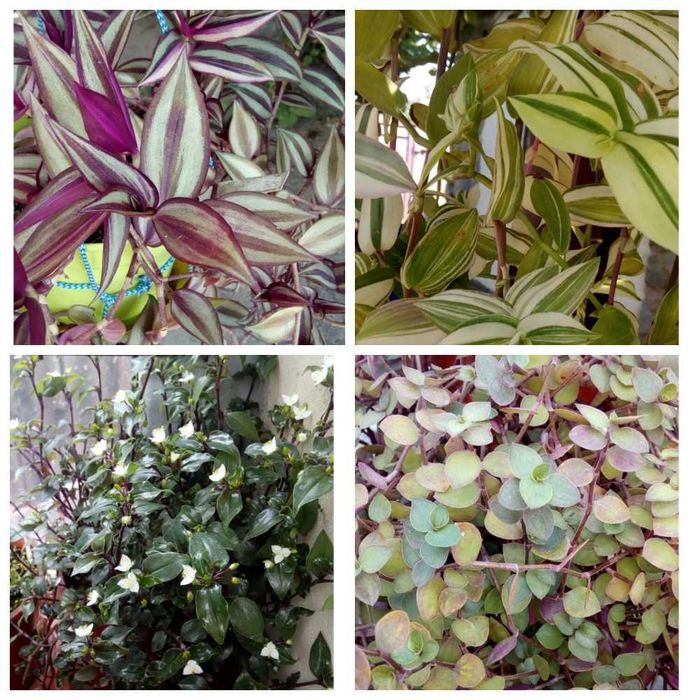 продам традесканции