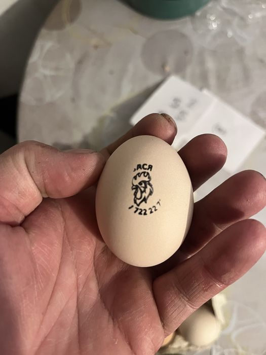 Інкубаційні яйця Віандот