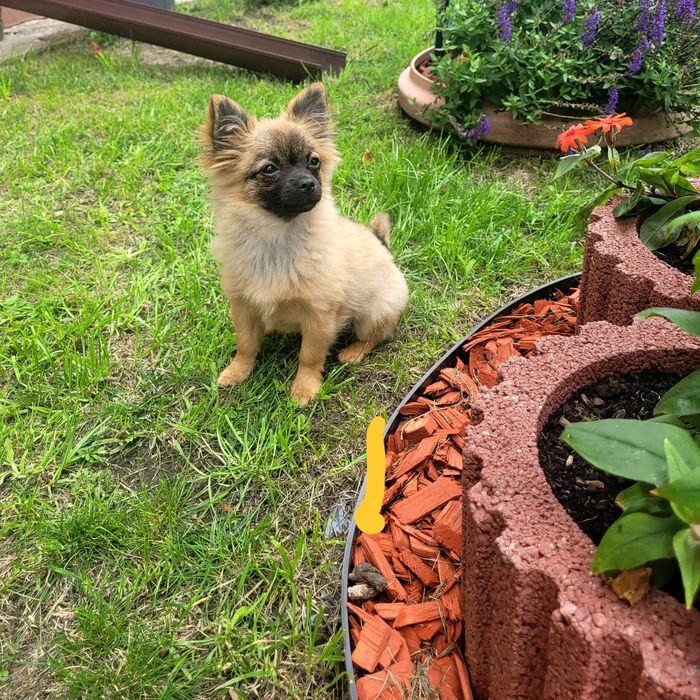 Chihuahua dziewczynka