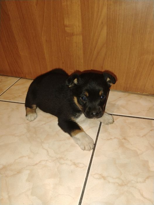 Oddam pieski w dobre ręce