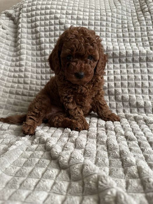 Той пудель,Ред браун