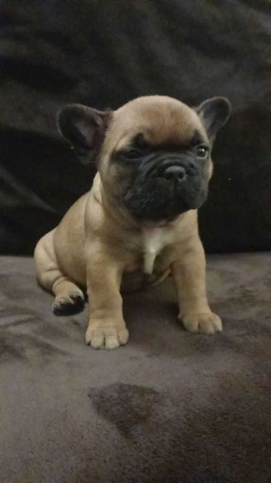 Bulldog Francês afixo Mayday Hill