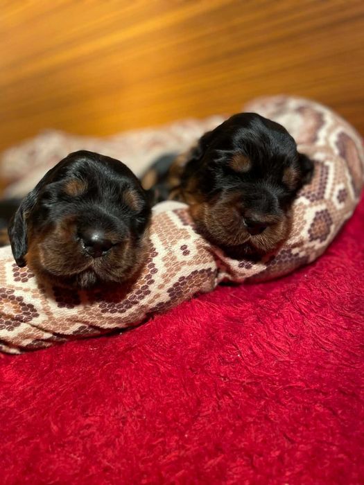 Seter Szkocki Gordon suczka