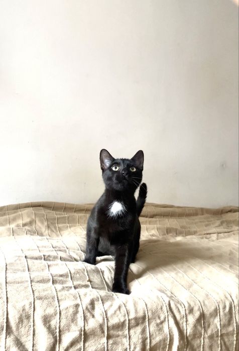 Sezam szuka wspanialej rodziny