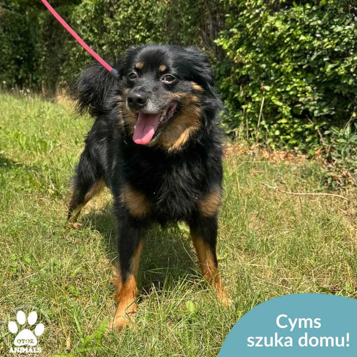 Cyms szuka domu!