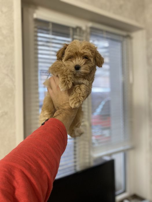 Гарні цуценята мальтіпу