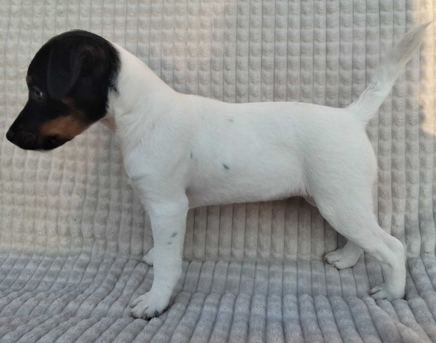 Parson Russell terrier suczka Giżycko • OLX.pl
