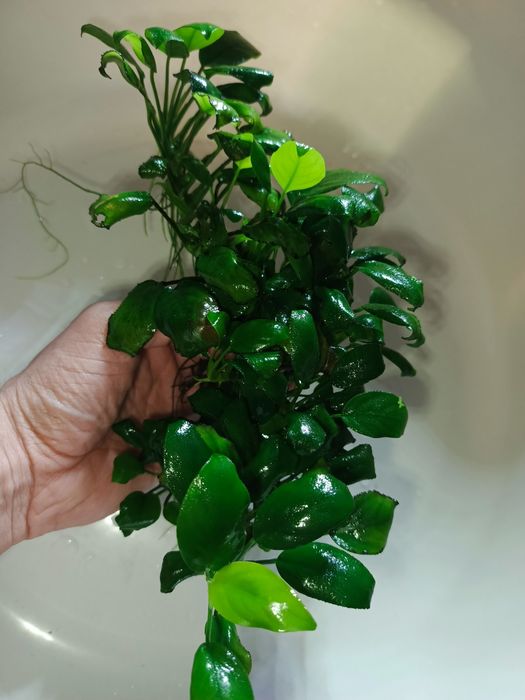 Anubias roślina akwariowa