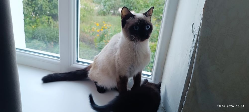 чорний котик кошеня