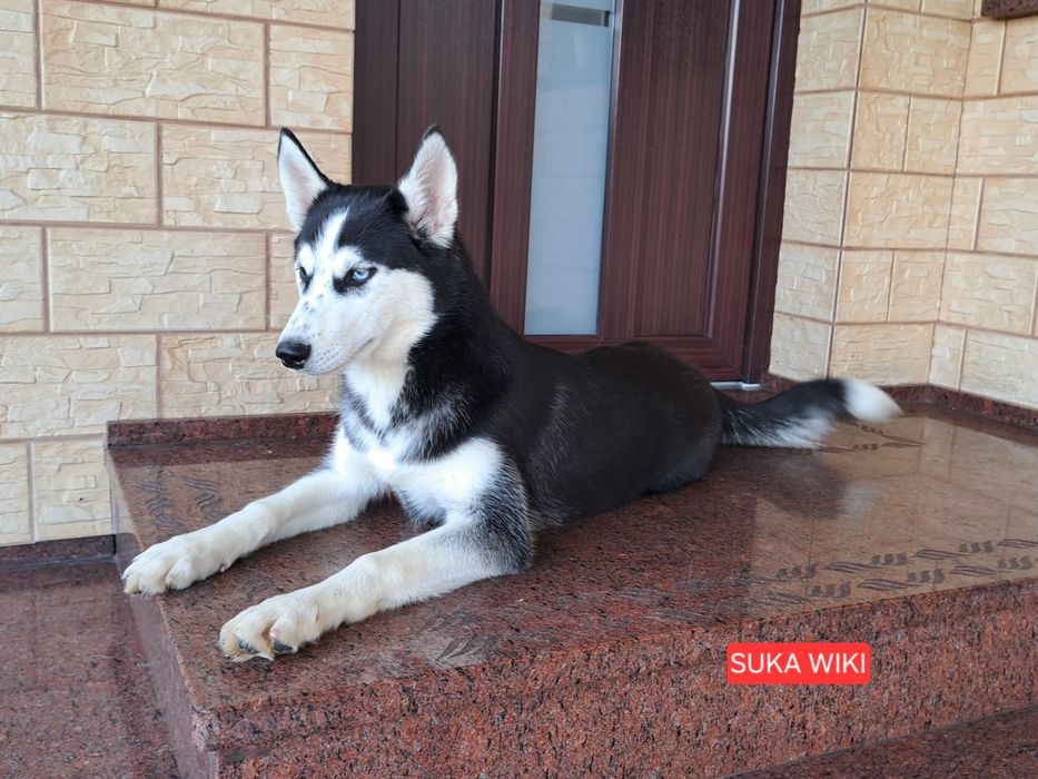 Husky Syberyjski