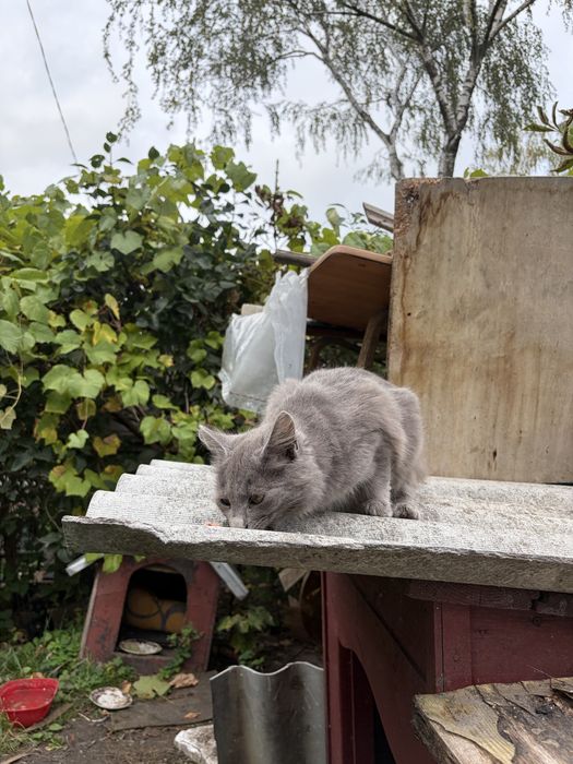 віддам в добрі руки кошенят