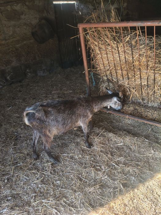 Cabra boer e cabra serrana para venda