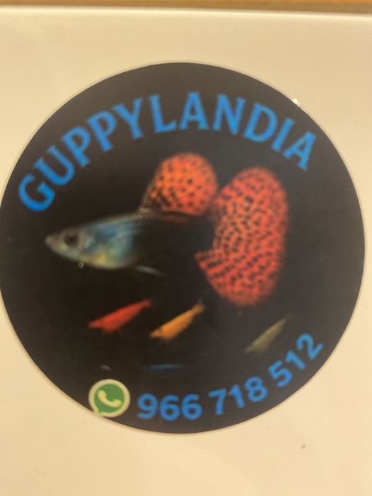 Aquarios novos 40x25x30 com tampa