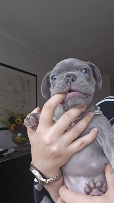 Bulldog francês Lilac exelente