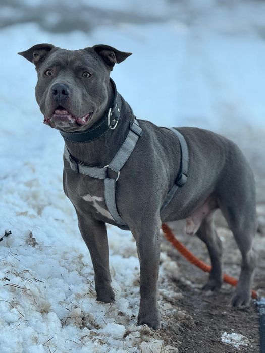 Uzi - piękny  amstaff szuka domu