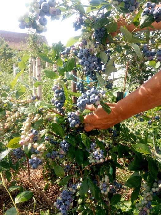 Продам саджанці  голубіки ( лохини )