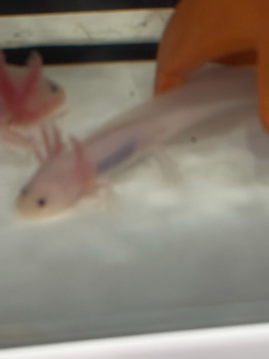 Peixes Axolotes