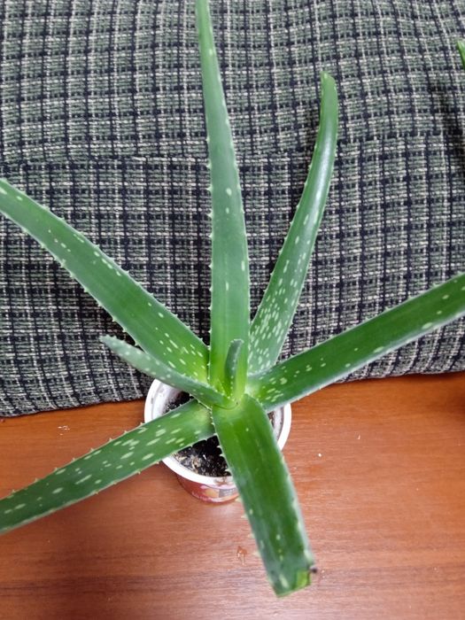 алое вера  60 грн.