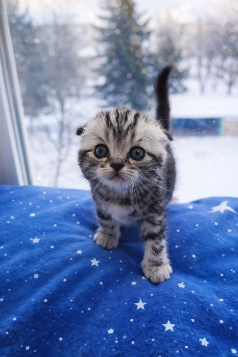 Котики шотландські