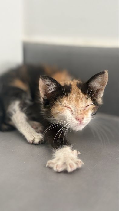 Gatinha para adopção (Contribuicão 30€ para despesas)
