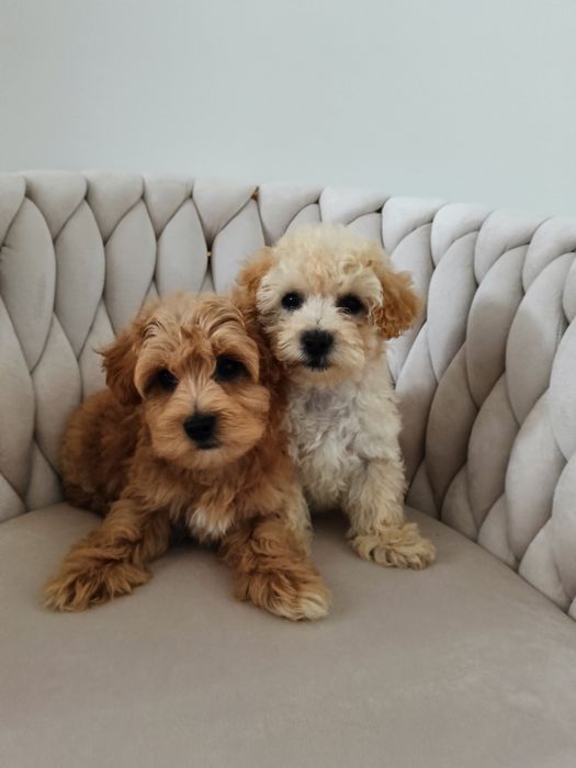 sliczne chłopaki  Maltipoo