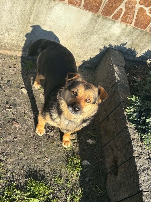 Oddam suczke w dobre ręce