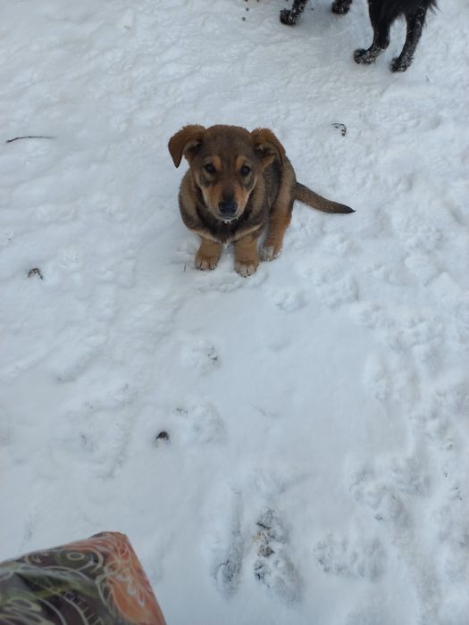 Щеночек ищет дом