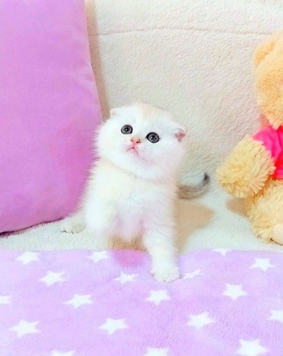 Красунчик шотландик Срібний красунчик Скотіш фолд