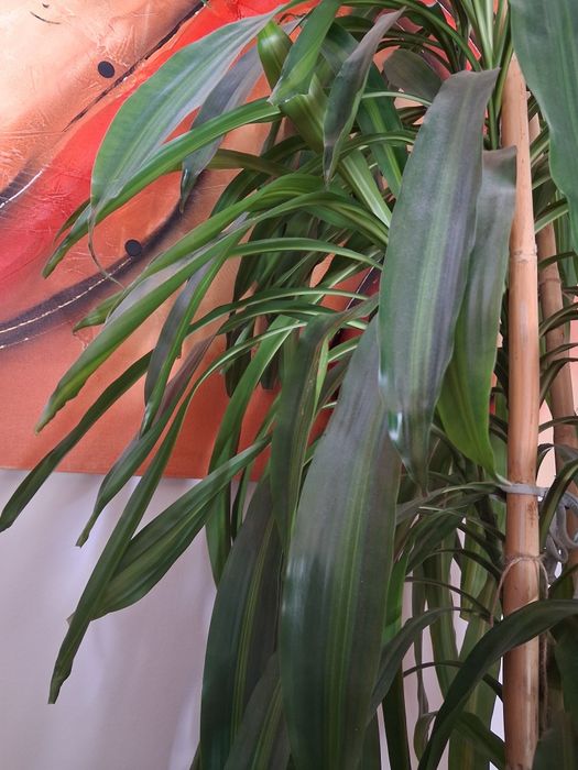 Planta linda ,bem tratada