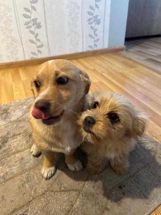 Oddam w dobre ręce !!!