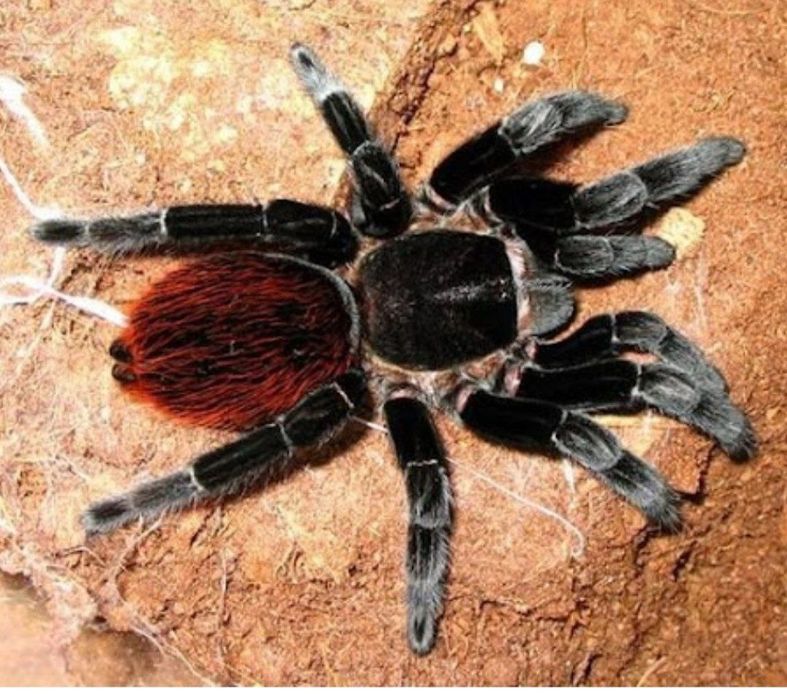 Помощь в разведении Барахипельм