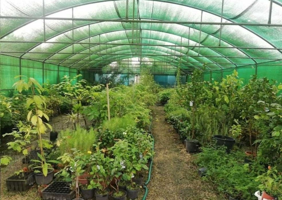 Loureiro (Laurus Nobilis) 60/80 cm