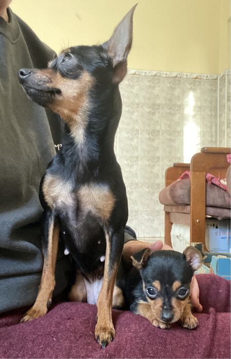 Малесеньке сонечно