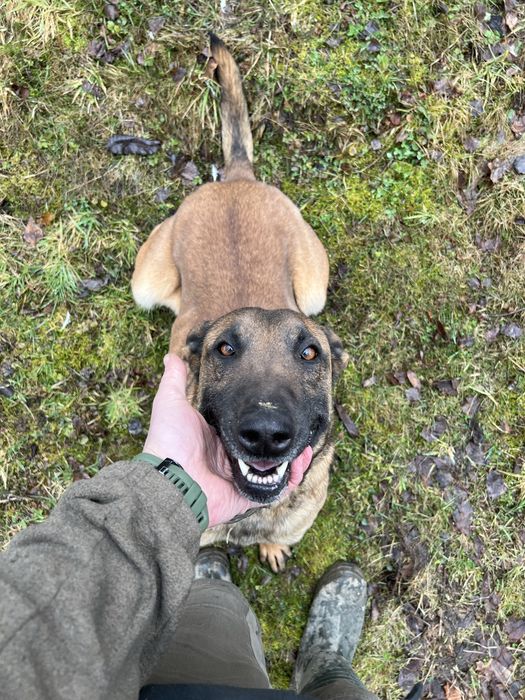 Owczarek Belgijski Suka