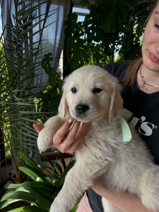 Golden retriever -piesek