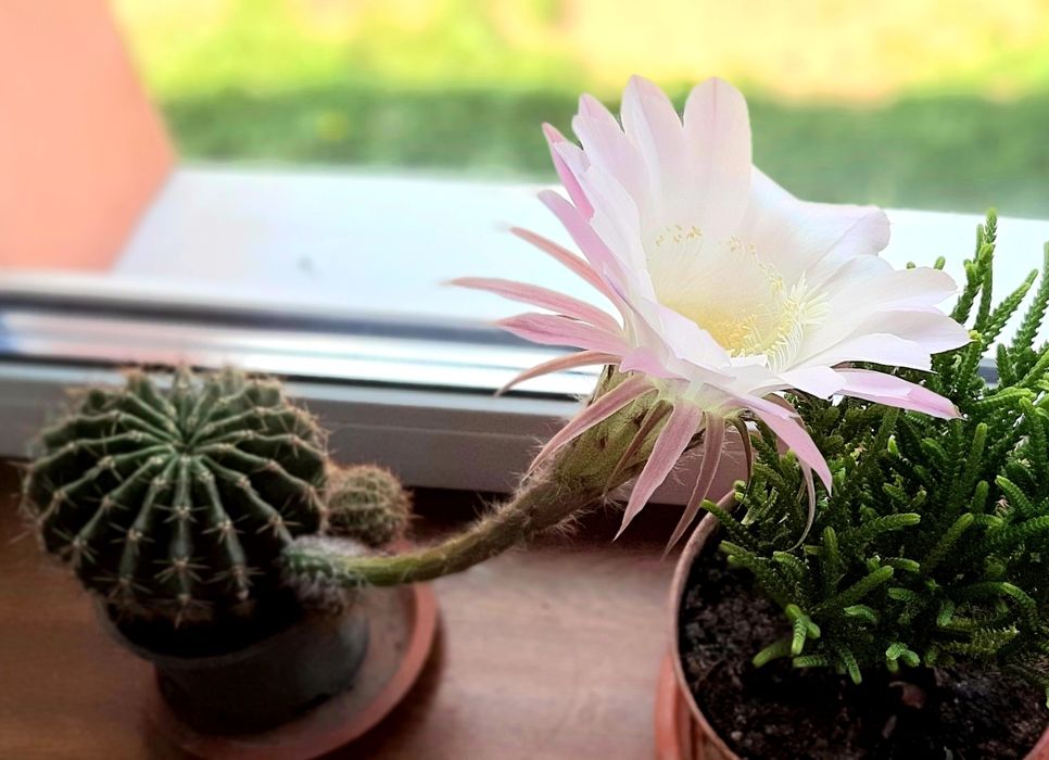 Ехінопсис Кактус