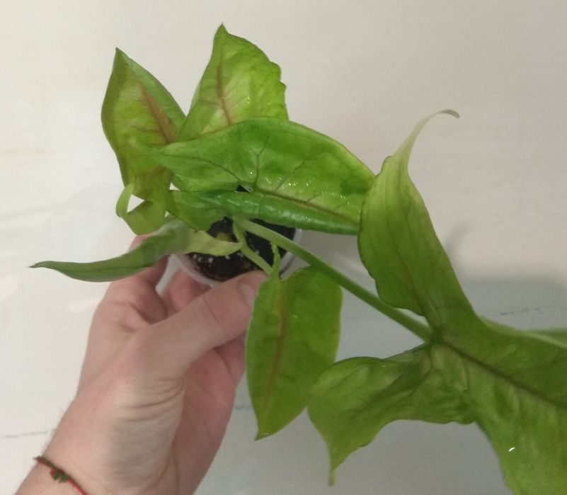 Продам сингоніум Манго Алюжн